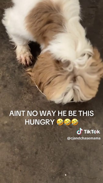 Greedy Dog Eating Is Too Funny to Watch!