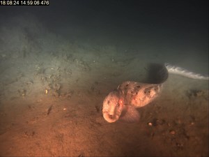 6.5K views · 87 reactions | A wolf eel on the seafloor off the coast...