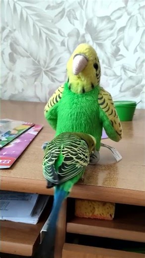 Curious Budgie 🐦✨ | Funny Little Explorer #shorts