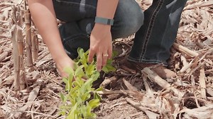 482 reactions · 308 shares | Why do many farmers raise GMO crops? Kellie Blair, a farmer and agronomist from Iowa, shares the benefits in this video. | CommonGround | Facebook