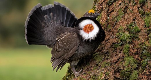 Sooty Grouse Identification, All About Birds, Cornell Lab of Ornithology