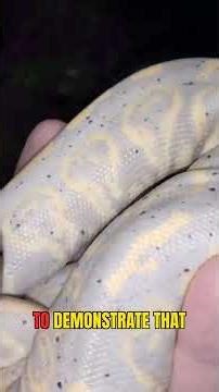 Snake Shedding: Top Tips & What New Owners NEED to Know! #snake #ballpython #snakeshed #shorts #fyp