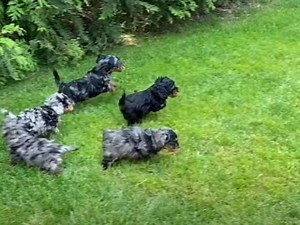Des petits Cavapoo à vendre (vidéo)