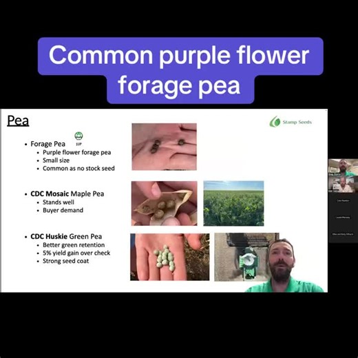 Stamp Seeds on Instagram: "Need forage peas? Purple flowered forage pea seed https://www.stampseeds.com/forage-pea---purple-flower.html"