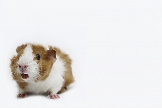 What Is Your Guinea Pig Trying to Tell You?