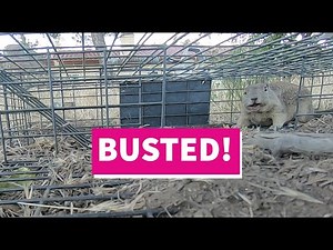 Catching Squirrels with the Squirrelinator | These California Ground Squirrels Have to Go!