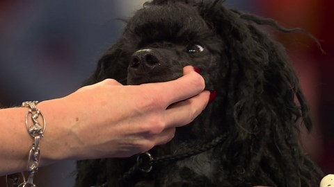 2025 NDS: Poodle (Miniature)