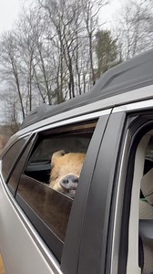 92K views · 10K reactions | Per your request here is the whole Moby video of him enjoying freedom after 2 long days at @cornellvet where he was completely loved and spoiled . What do you see when you look at this video, does it make you think at all ? Is it only your perception , does this change anything for you . Why do we eat one and love another . I bet most of you are saying my dog loves to do that . Peace, Love & Pigs | Arthur's Acres Animal Sanctuary | Facebook