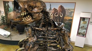 Science looms large as Big Bone welcomes giant sloth