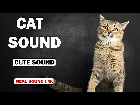 Real Cat Sounds | High Quality | Cute Cat Experience! | 4K