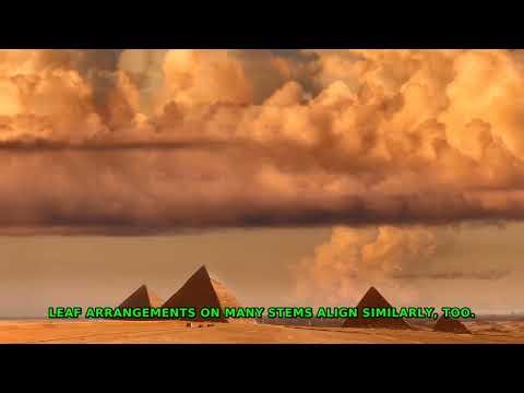 The Hidden Secret of Fibonacci's Golden Code Explained