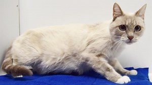 58 reactions · 25 shares | The cuteness continues with this beautiful girl!   Yasmin (A802606): petharbor.com/pet.asp?uaid=SACC.A802606 ☎️ Adoption Line (Open Tues-Sun): 916-85-2287  Walk-in Cat & Kitten Adoption Event: fb.me/e/N4r7pk77 Satuday, October 17 | 12pm-4pm | Bradshaw Animal Shelter | Facebook