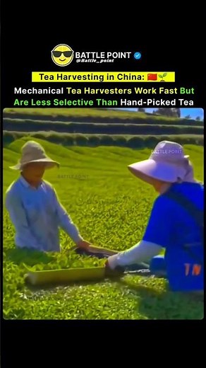 How Mechanical Tea Harvesters Work: Fast but Less Selective Than Hand-Picked Tea 🍃⚙️