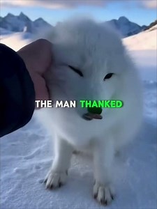 A Fox Burst Through His Door… Begging for Help 🦊❄️