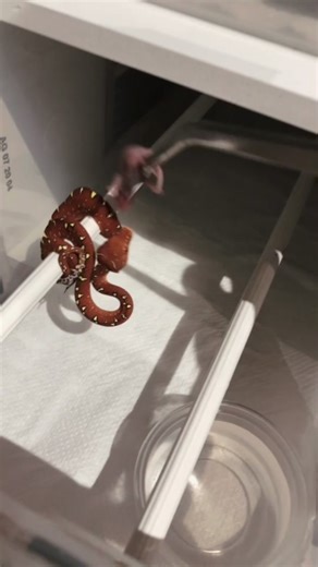 Baby green tree python feeding.#snake #reptile #python #greentreepython #gtp #pythonsoftiktok #moreliaviridis #animals #pet #snakes #repltiles #4u