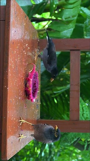 Birds videos for cats to watch sounds