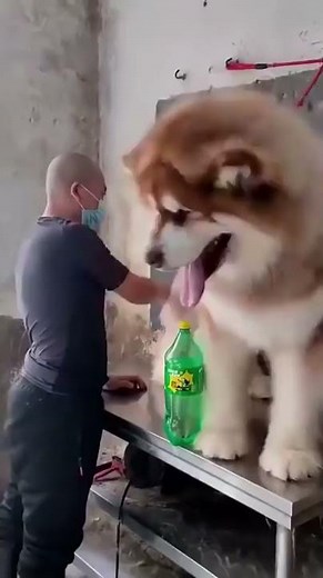 A giant Alaskan Malamute