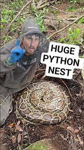 GIANT PYTHON NEST #python #snake #shorts #wildlife #nature #dangerous #herping #crazy #florida #nest