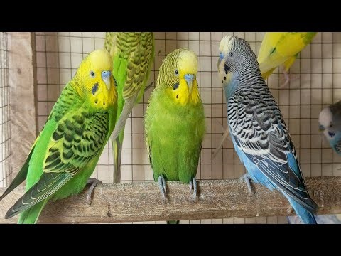 3 Hours of Happy Parakeet Sounds 🐦 | Relaxing Bird Chirping for Calm & Happiness