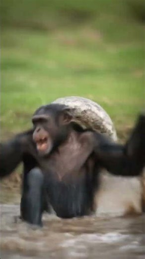 Chimp vs African Rock Python | Dramatic Riverbank Battle