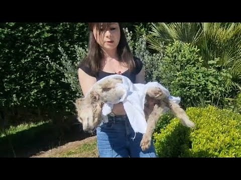 Part 2..Abandoned Puppy’s Fight for Life. Emotional Dog Rescue Story.