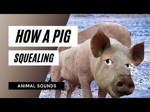 Pig Squealing Sound Effect - the animal sounds / pig squealing sounds / sound effect * animation