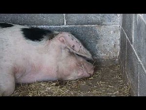 Pig Snoring & Oinking While Sleeping in a Pen - Close Up, Ireland
