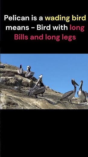 The Brown Pelican - National Bird of Saint Kitts and Nevis