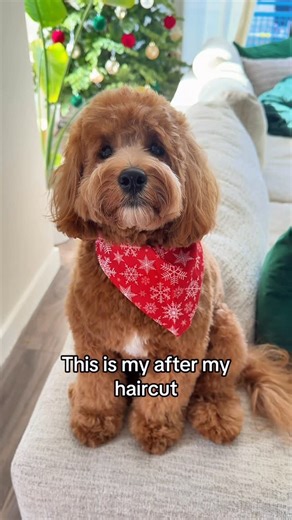 Theo the Cockapoo on Instagram: "Before & After😍 #cockapoopuppy #cockapoo_fans #cockapoolife #puppyhaircut #teddybeardog #teddybearcut #doodlegrooming #cockapoogrooming #doggroom #cockapoodaily #cutestdogs #doodlesofig #doghaircut #cutedogs #cockapooworld #cockapoolovers #cockapoo_fans"