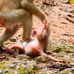 1.4K views · 33 reactions | Oh...mom weaning little cute newborn Leo, Mom try stop feed newborn baby, Fresh Newborn Monkey 6065 | Fresh Newborn Monkey | Facebook