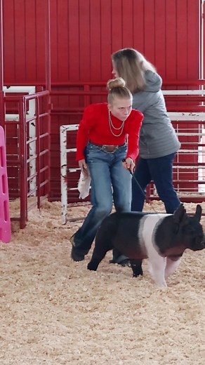 Hog Showmanship at Pacific Coast Livestock Show - The Ultimate Guide