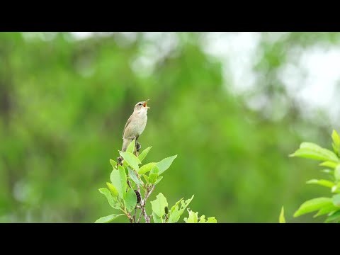 α6700:動画作品 山田芳文氏【ソニー公式】