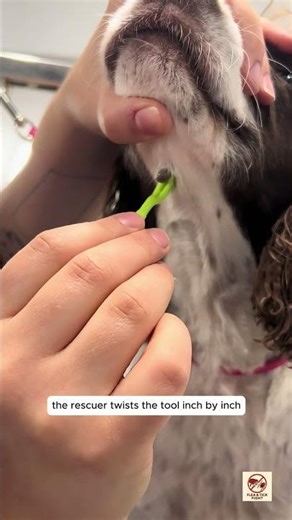 Removing a Giant Tick from a Dog’s Neck | Extreme Dog Tick Removal Rescue