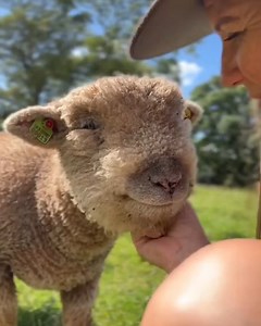 561K views · 4.1K reactions | This sheep is gonna make your day! ✨❤️ | The Pet Collective | Facebook
