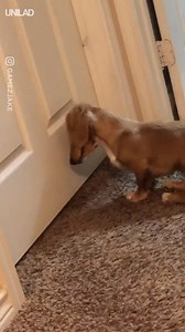 1.4M views · 10K reactions | "I told my dog to take a timeout and now I feel bad because he did it..."  | UNILAD | Facebook