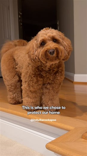 INDY THE COCKAPOO on Instagram: "He’d likely give you a house tour for some chicken😅 #cockapoo #doodles #fluffydog #teddybeardog #funnydog #puppydogeyes #minidoodle"