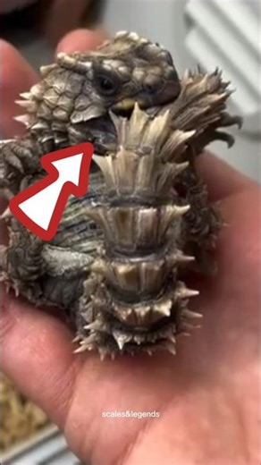 "Meet the Real Mini Dragon 🐉 | Armadillo Girdled Lizard" #jaidmeel