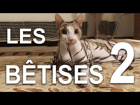 LES BÊTISES 2