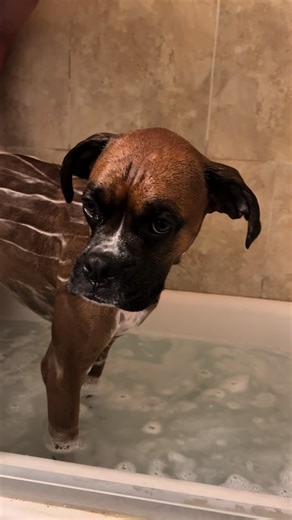 Bathing Your Boxer Dog: Tips for a Clean Pup