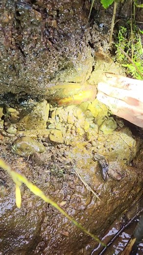 Premium Grade A Carnelian!! The inside is even more remarkable then the banding and colors on the outside! This is a perfect example of the best kind of carnelian found here in the PNW! I'm so happy I decided to cut and polish this one because it absolutely stunning!! #agate #rockhounding #carnelian #pnw #fyp