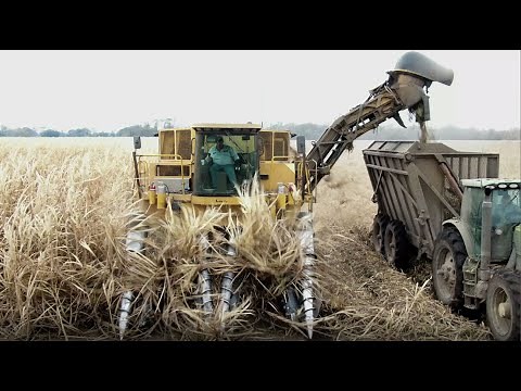 Harvesting Sugar Cane With a Double Row Harvester, Grinding 2019 4K