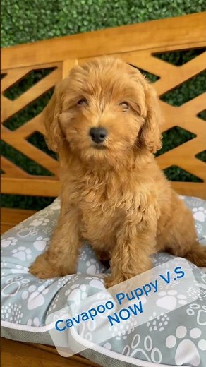 Cavapoo Puppy VS Fully Grown Size #cavapoo #puppiesforsale #forsale