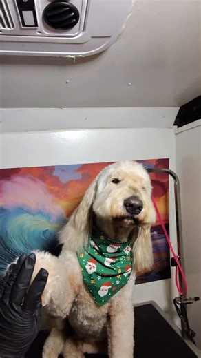 Gia the Groomer Mobile Grooming 🌊 on Instagram: "POV: Come Groom a doodle with me: Mobile Dog Grooming edition 🐶#doggrooming #doggroomer #dogreels #doglovers #asmr"