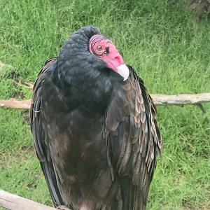 297K views · 10K reactions | Hi Veronica! #DidYouKnow: Turkey...