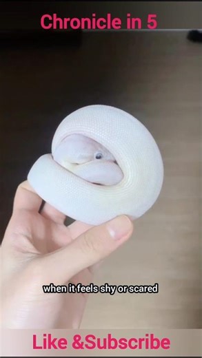 Ball Python – The Calm King of the Snake World