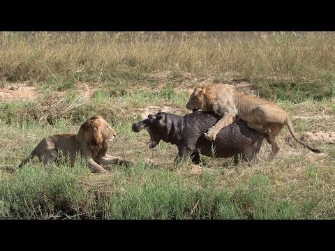 The Lion Documentary | Life of the King of the Wild | Full Wildlife Documentary in English