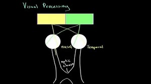 Visual field processing