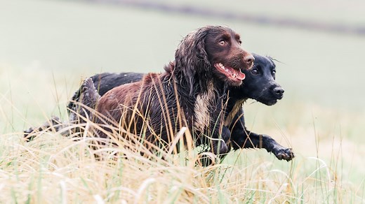 Cocker spaniel breed facts, history and characteristics | - Horse & Hound