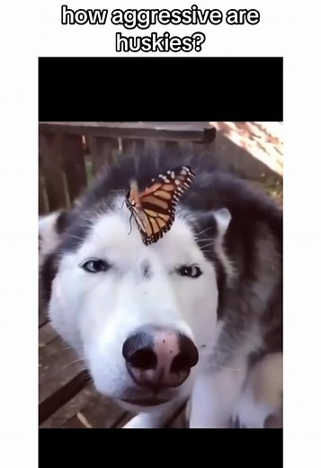 cutehuskypuppiess on TikTok