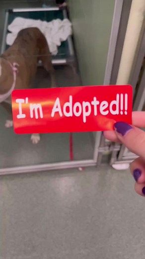 248K views · 10K reactions | Sage was adopted!!  ❤️ Our sweet senior...